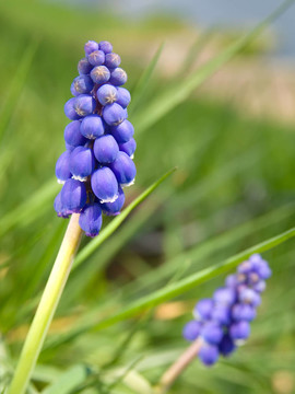風(fēng)信子（葡萄風(fēng)信子；Muscari armeniacum）