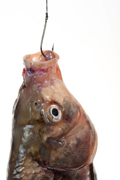 鉤上的魚(yú)