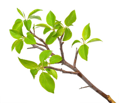 蘋果枝，白色的芽上有白色的芽