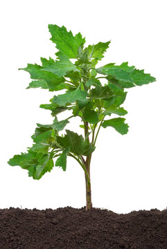 濱藜屬植物