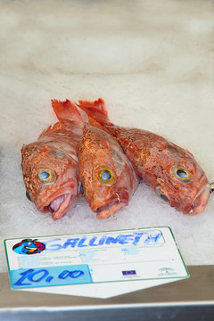 魚