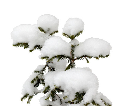 兩棵小圣誕樹在雪中隔絕