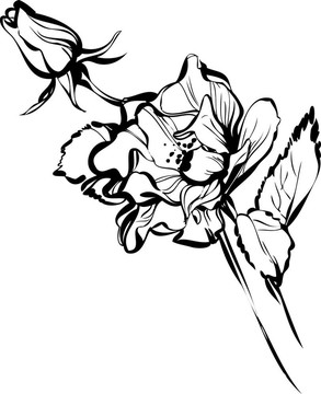 大玫瑰花蕾