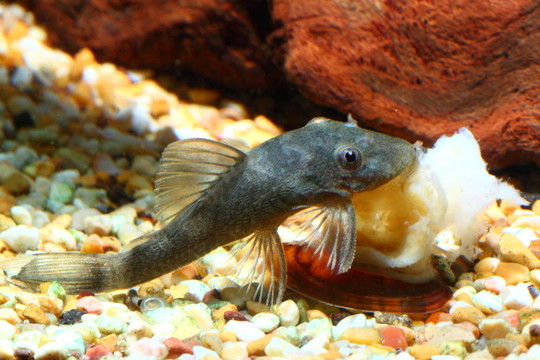 裝甲魚吃