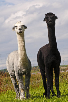 羊駝；Vicuna pacos