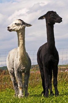 羊駝；Vicuna pacos