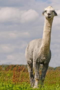 羊駝；Vicuna pacos