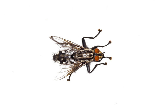 飛；Sarcophaga carnaria L.