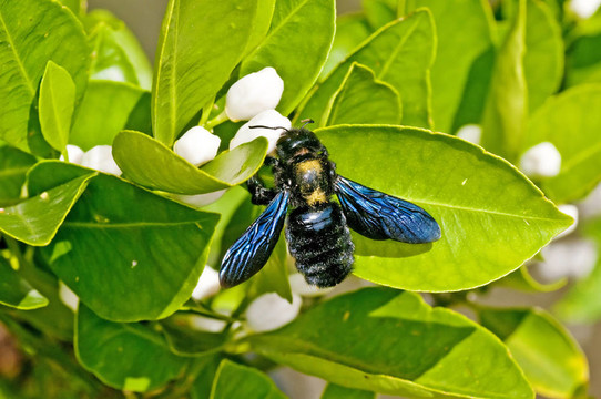 木匠蜂；Xylocopa violacea L.