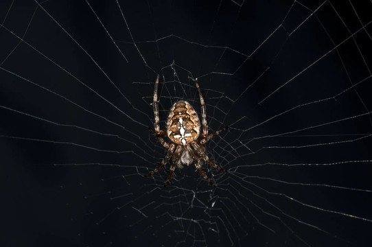 花園里的蜘蛛；Araneus diadematus