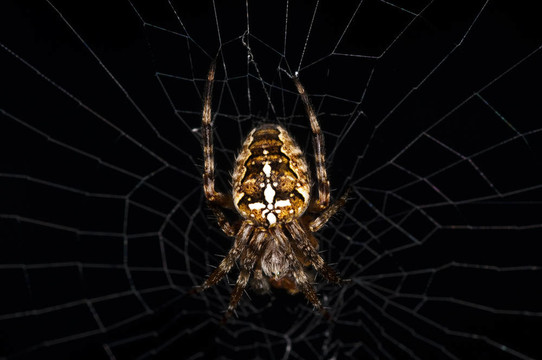 花園里的蜘蛛；Araneus diadematus