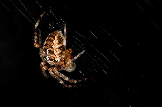 花園里的蜘蛛；Araneus diadematus