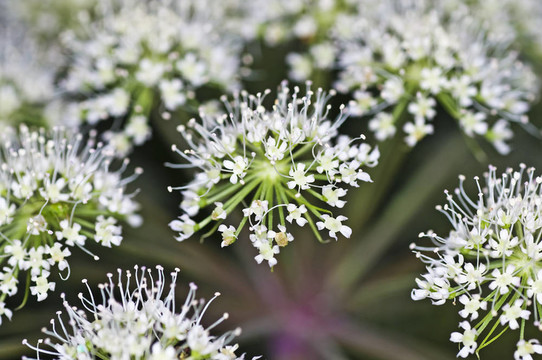 當(dāng)歸；Angelica sylvestris