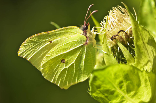 硫磺蝶；Gonepteryx rhamni