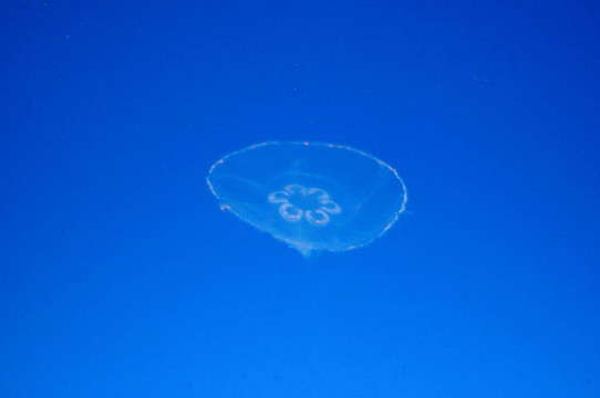 藍(lán)色的魚半透明的魚