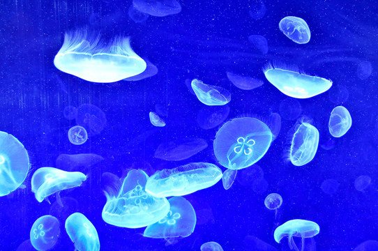 藍色的魚半透明的魚