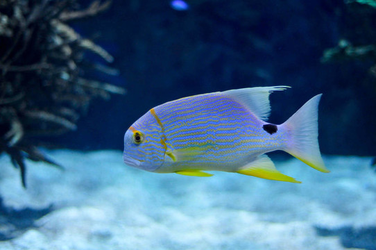 藍(lán)色的魚(yú)