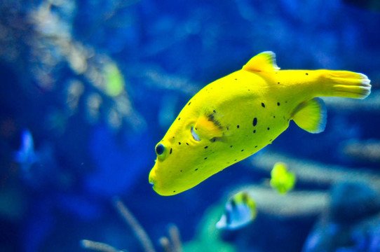 黃色的海洋魚類