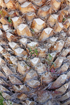 棕櫚樹(shù)干