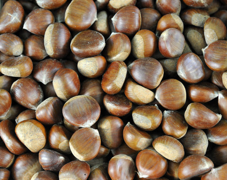 板栗（Castanea sativa）