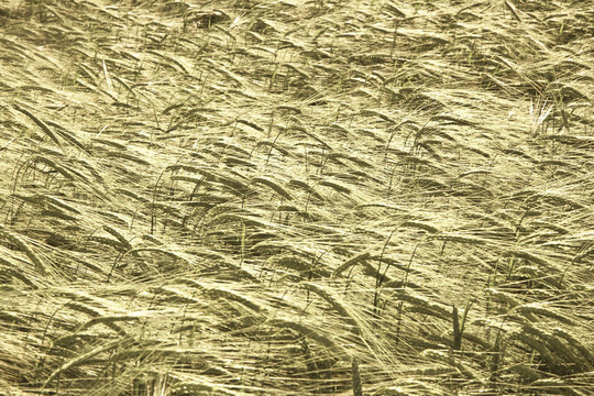穗玉米