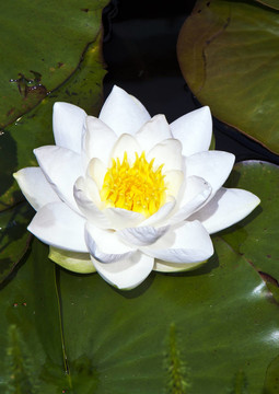 日本白蓮花水百合