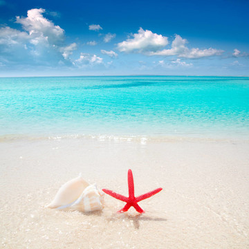 海星在熱帶海灘的貝殼