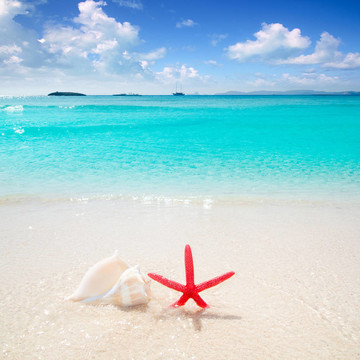 海星在熱帶海灘的貝殼