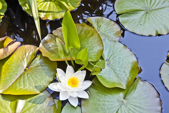 日本白蓮花水百合