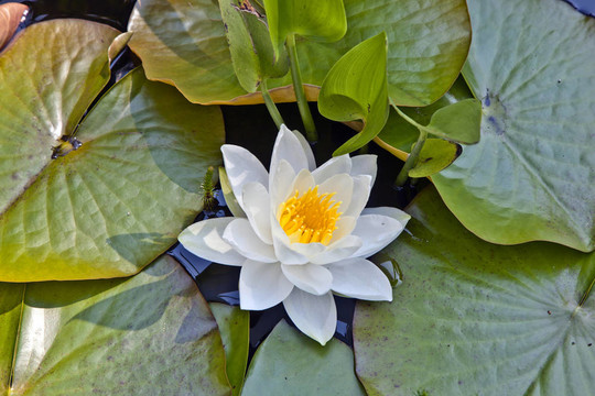 日本白蓮花水百合