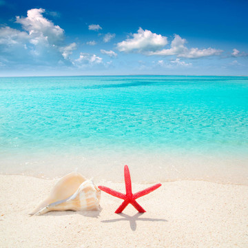 海星在熱帶海灘的貝殼