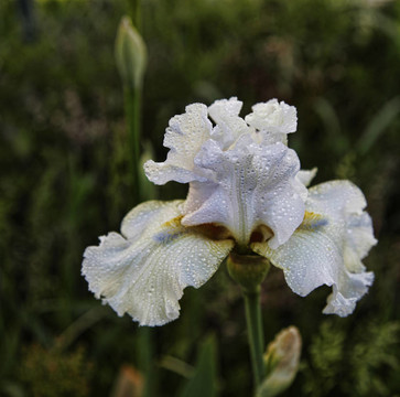 White Bearded Iris露滴