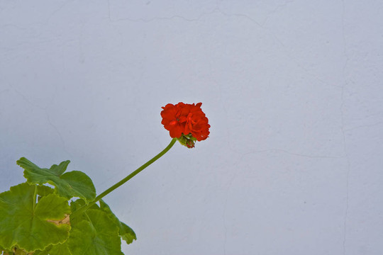 紅花白墻