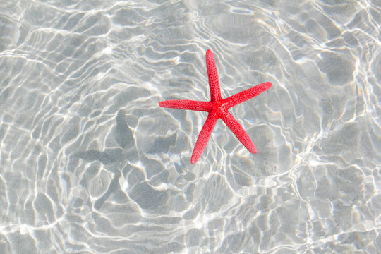 白沙海灘漂浮的紅海星