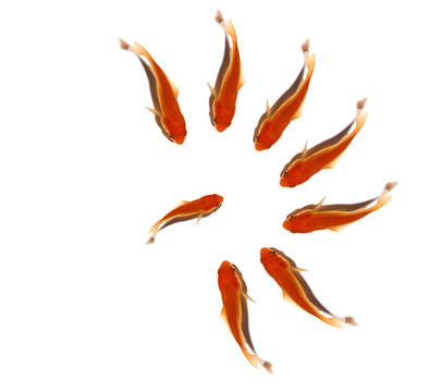 金色的魚群