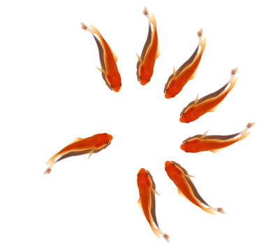 金色的魚群