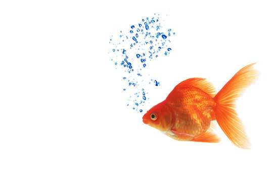 白魚(yú)分離的白色