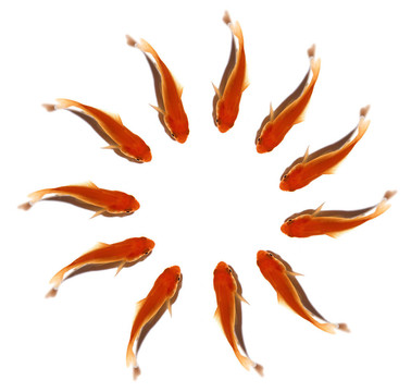 金色的魚群