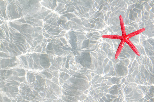 白沙海灘漂浮的紅海星