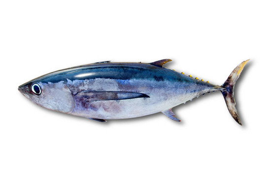 長(zhǎng)鰭金槍魚鮪魚分離