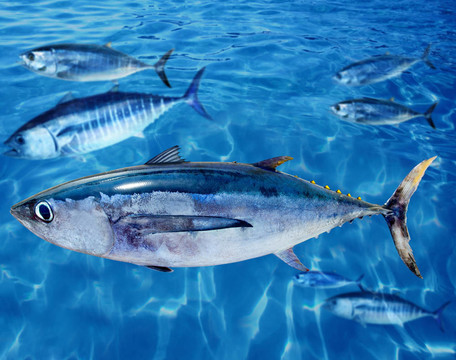 長鰭鮪魚、金槍魚