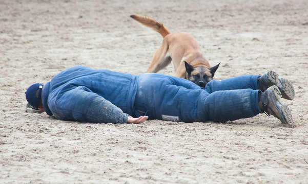 警犬