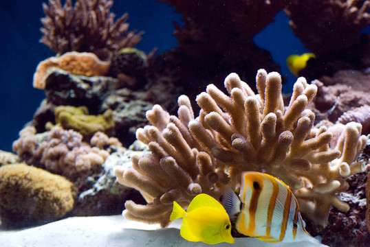 魚類和珊瑚的水族館