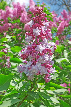丁香花