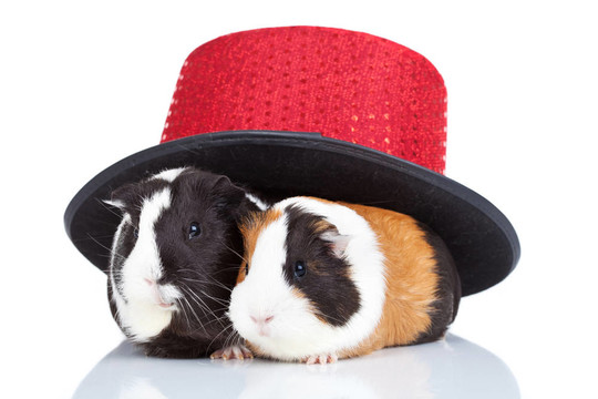 两个带魔术师帽的豚鼠