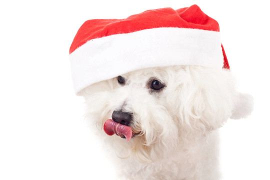 比熊犬戴著圣誕老人的帽子