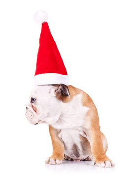斗牛犬，戴著圣誕老人的大帽子