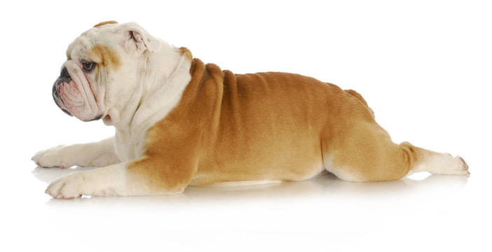 斗牛犬放下
