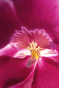 紫蘭花