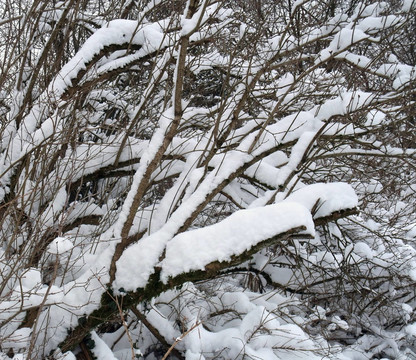 冰雪覆蓋的樹枝